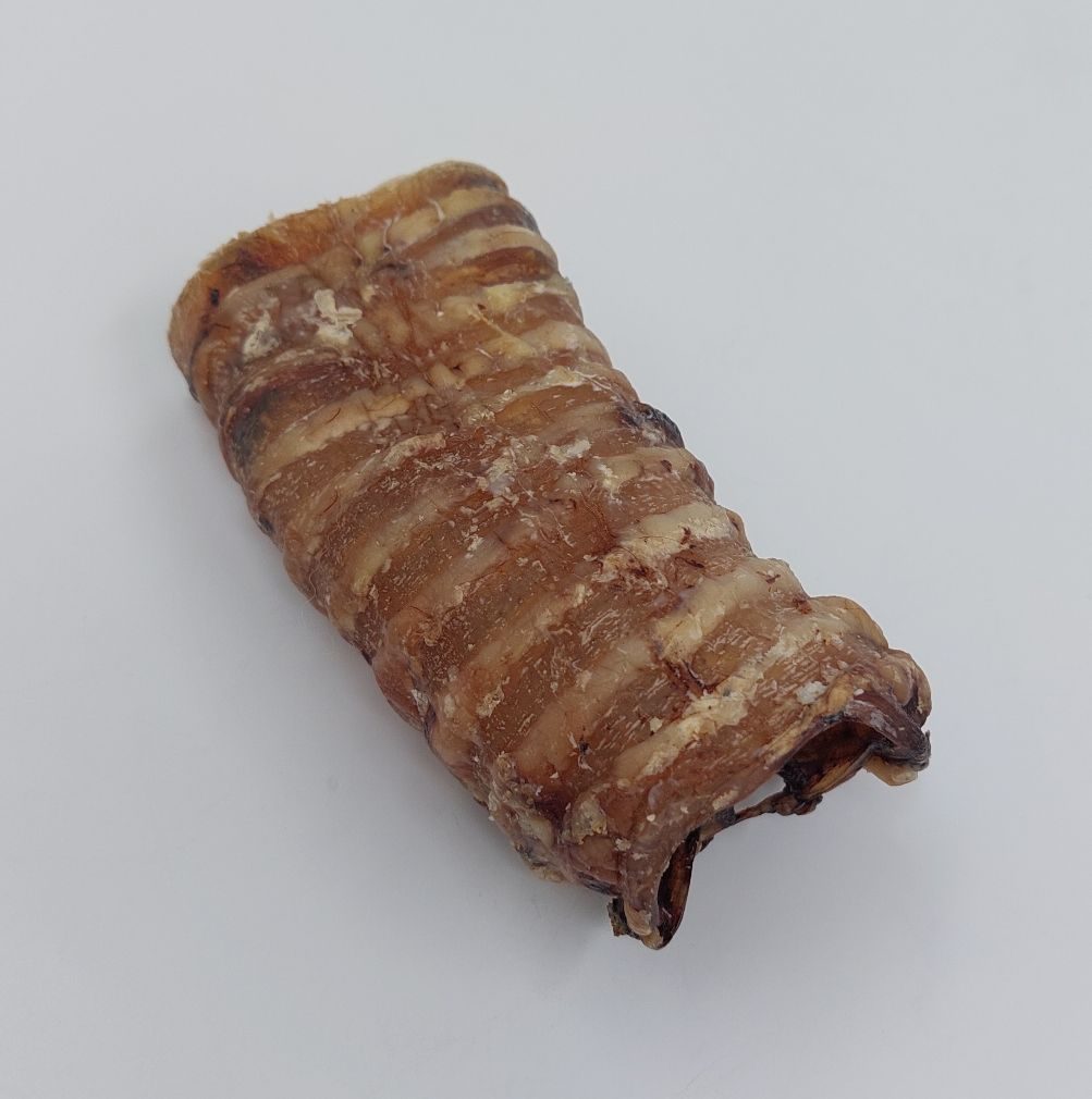 Runderluchtpijp - Afbeelding 3